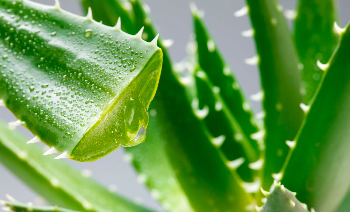 aaloe lehte säilitamine