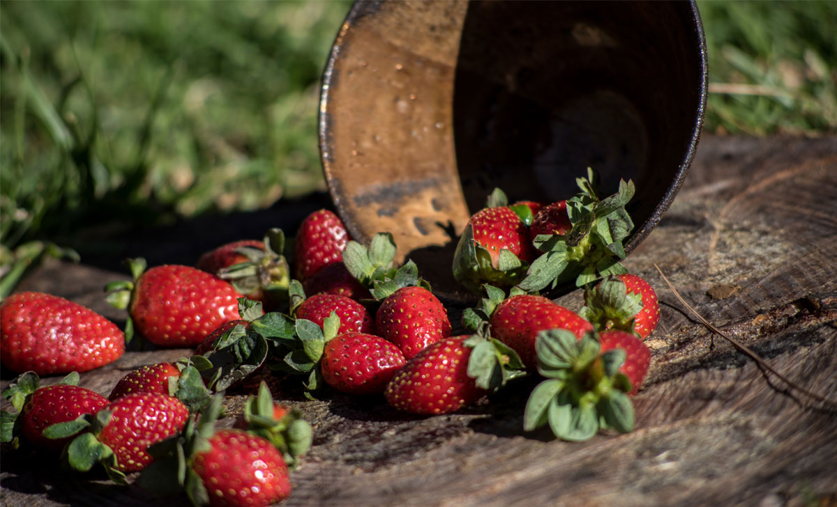 aedmaasika väetamine