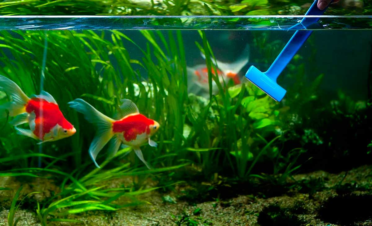 akvaariumi puhastamine