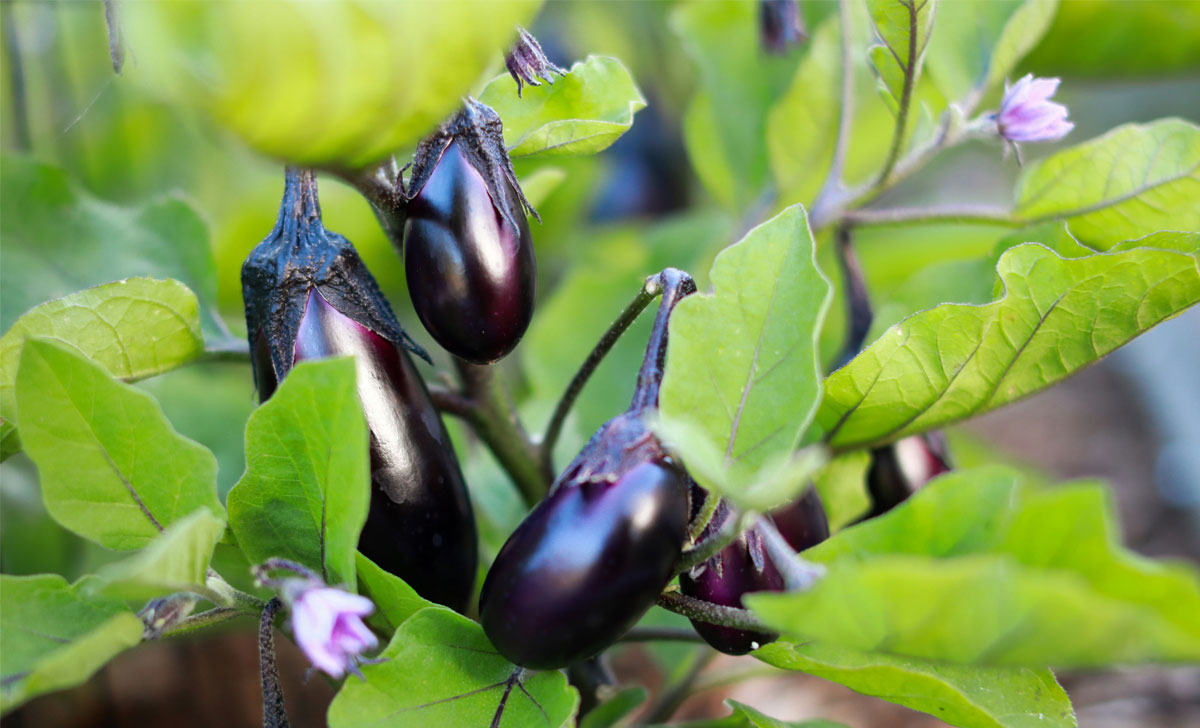 Baklažaani kasvatamine
