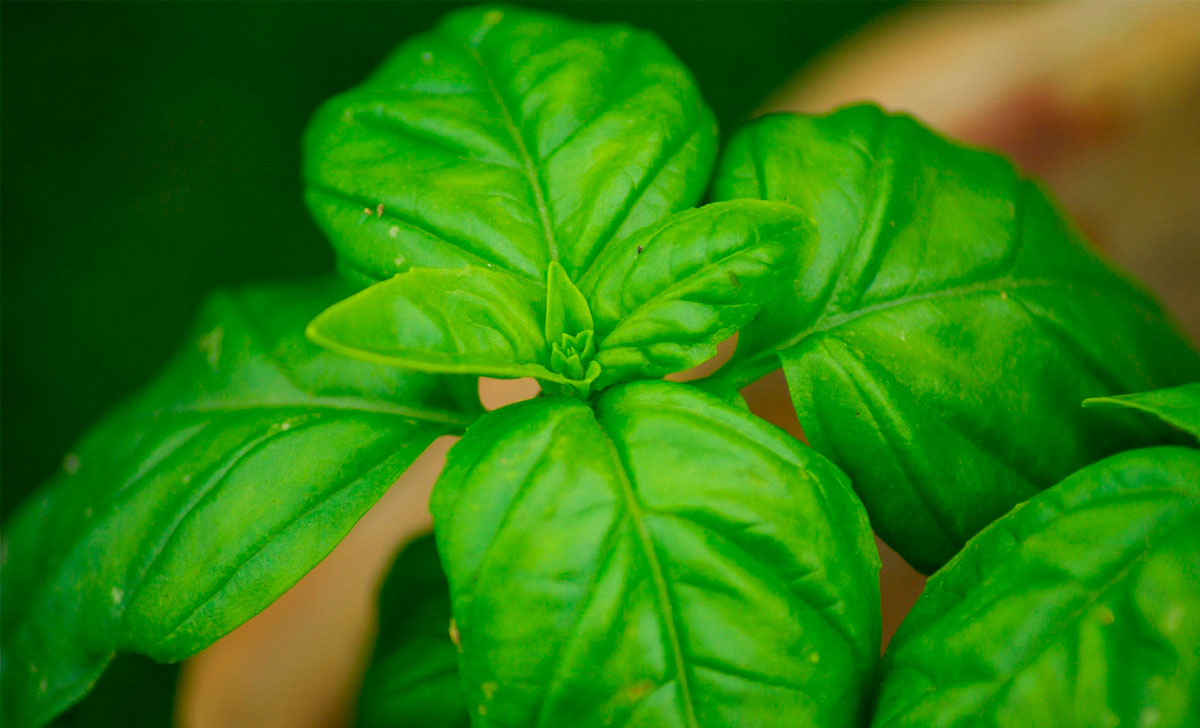 basiiliku raviomadused