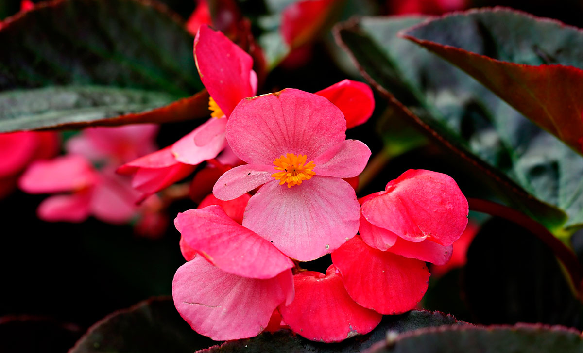 begoonia kasvatamine