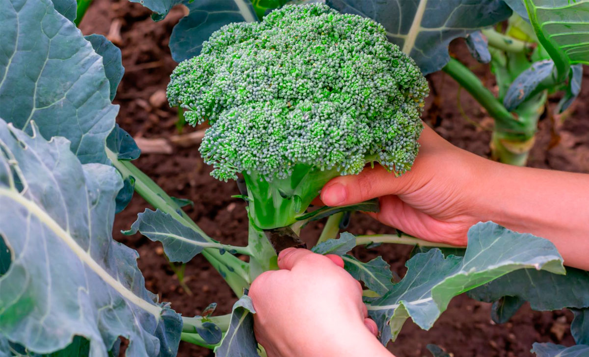 brokoli kasvatamine