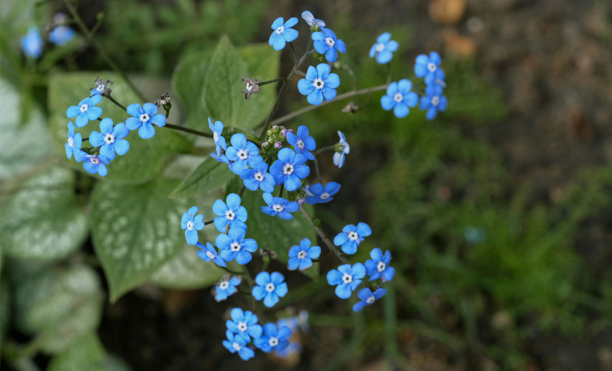 suureleheline brunnera