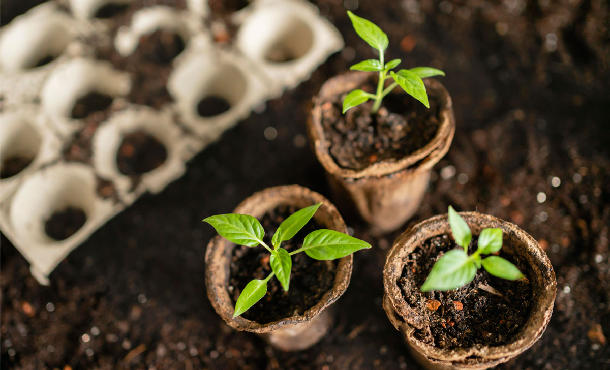 taime ettekasvatamine