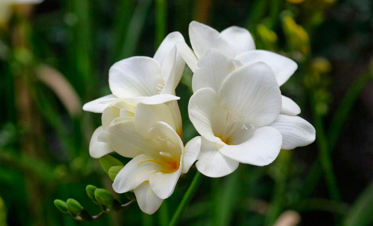 freesia kasvatamine