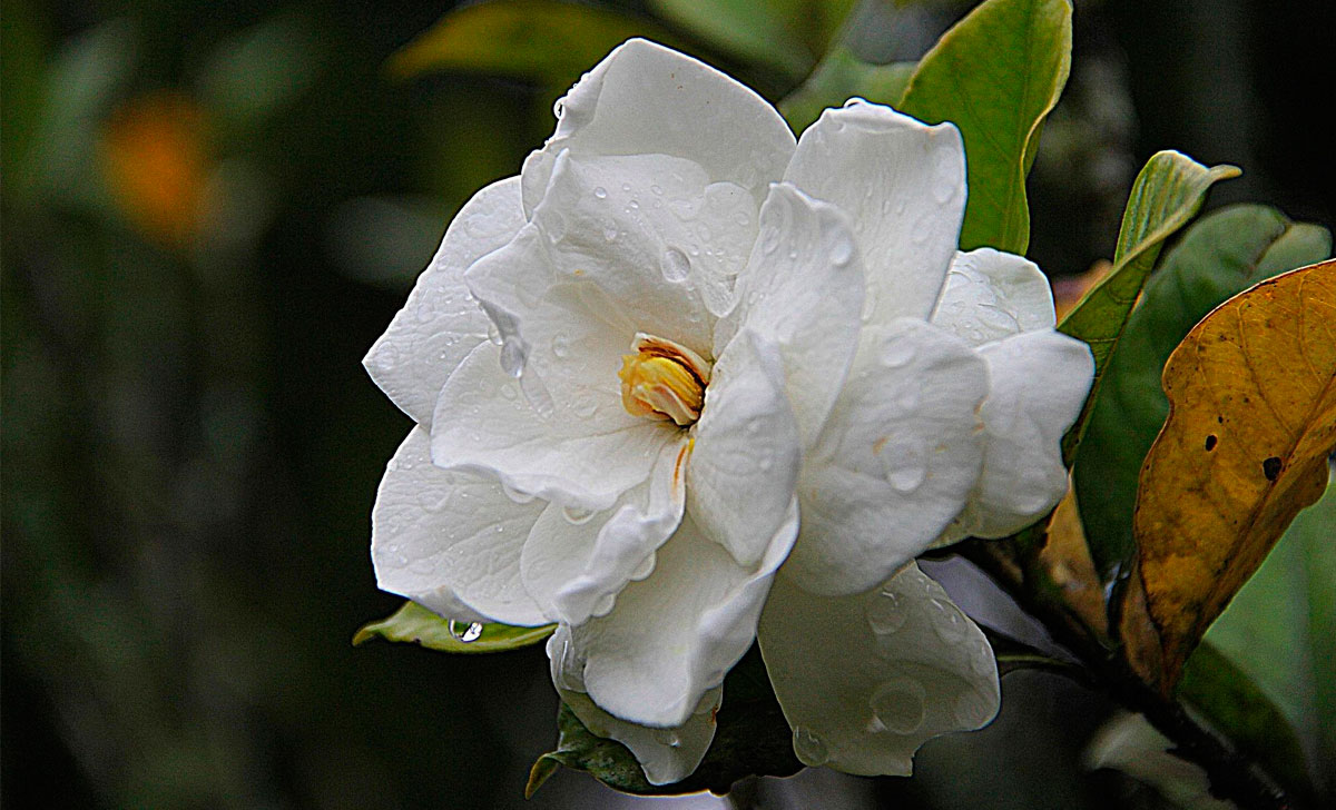 gardeenia kasvatamine