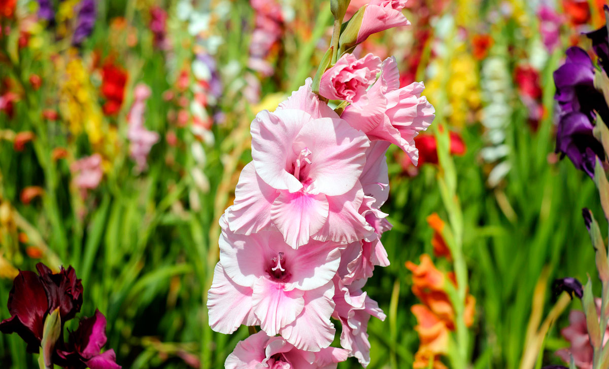gladioolide kasvatamine