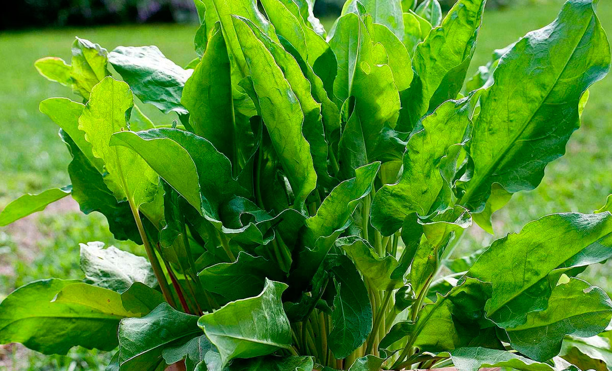 hapuoblika kasvatamine