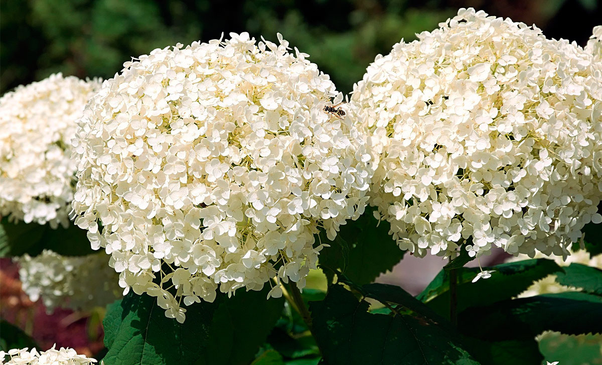 hortensia valge