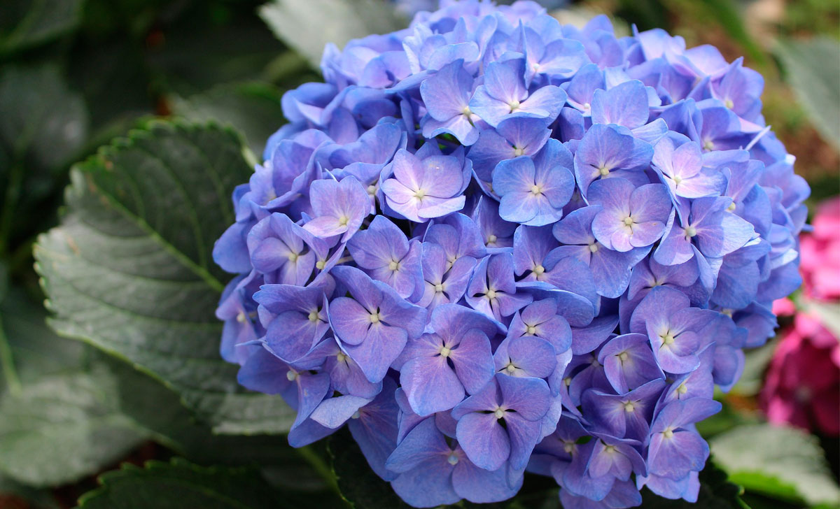 hortensia kasvatamine