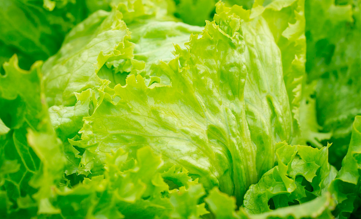 jääsalati kasulikkus