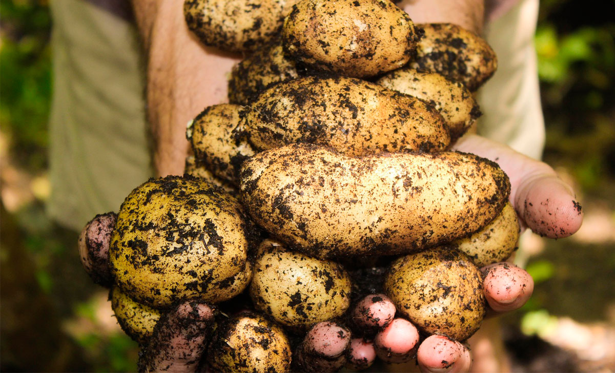 kartuli kasvatamine koduajas