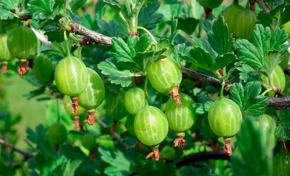 karusmarja kasvatamise metood