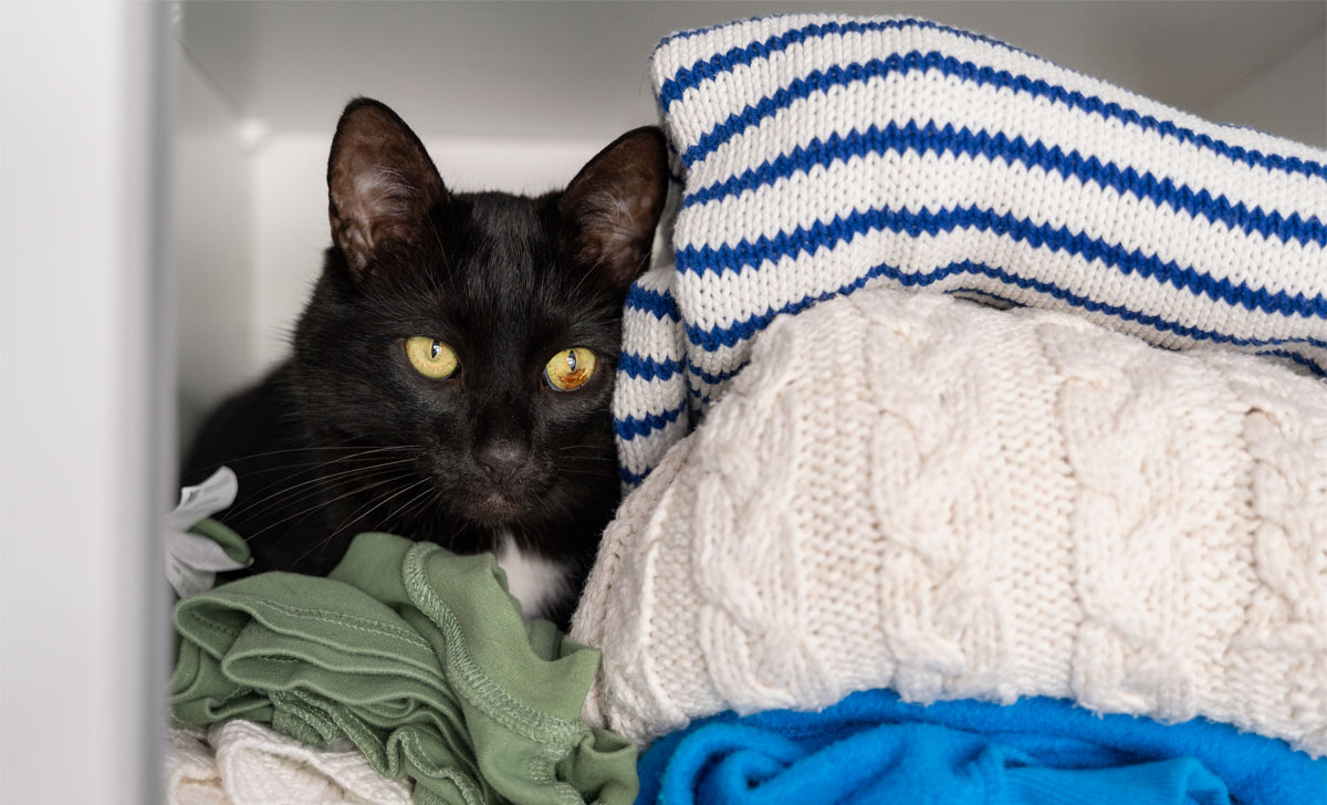 kassikarvade rieetelt eemaldamine