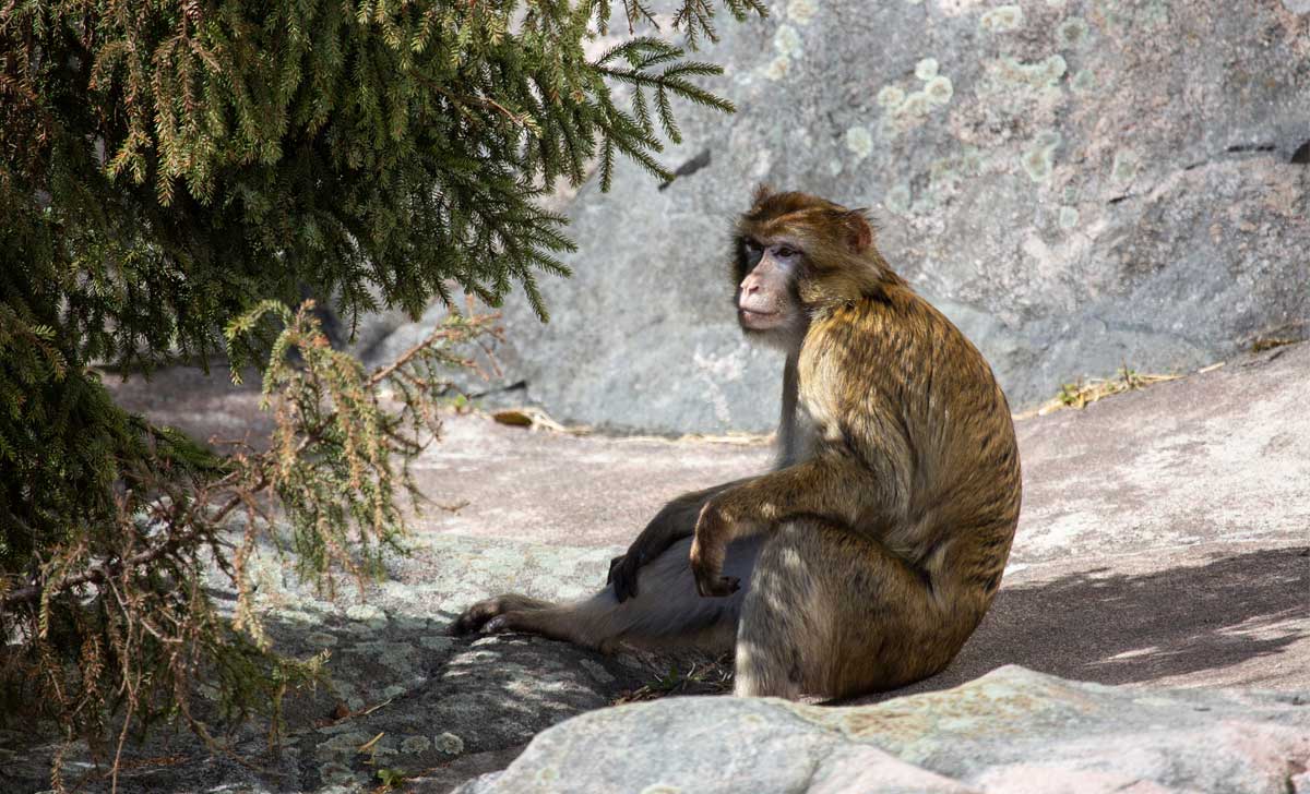 helsingi loomaaed korkeasaari