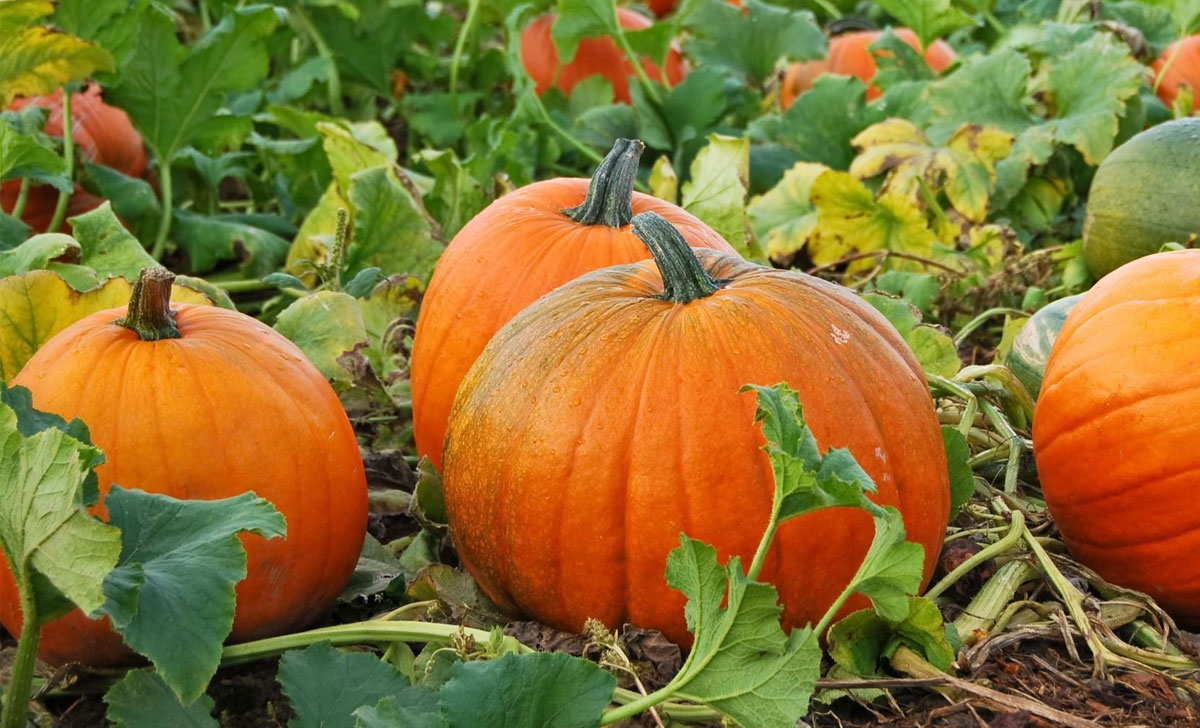 korvitsa kasvatamine