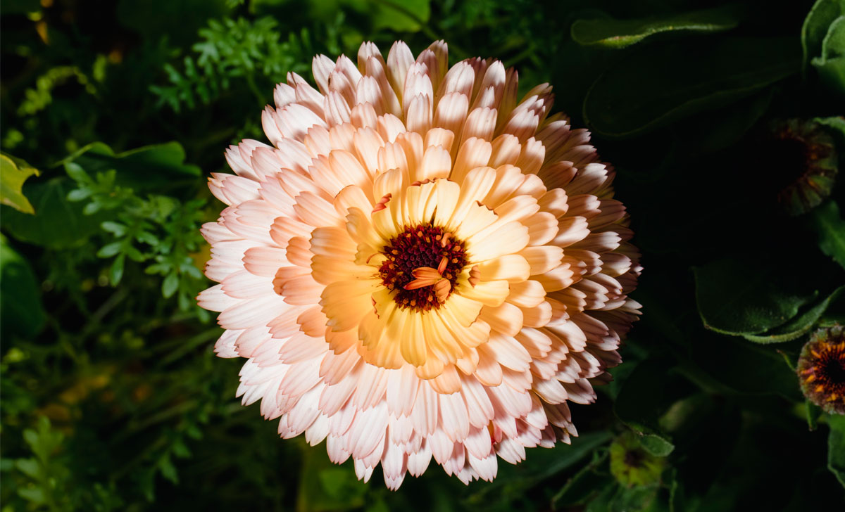 Krüsanteemide kasvatamine