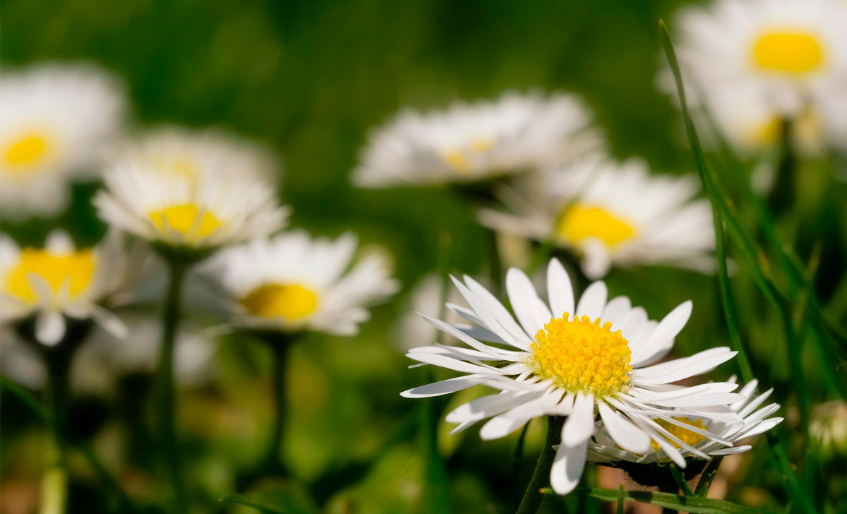 kummeli raviomadused