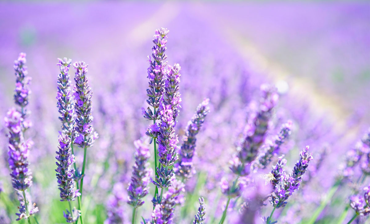 lavendli kasvatamine