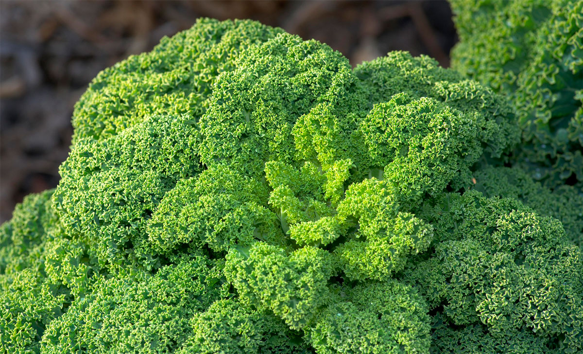 lehtkapsa kasvatamine