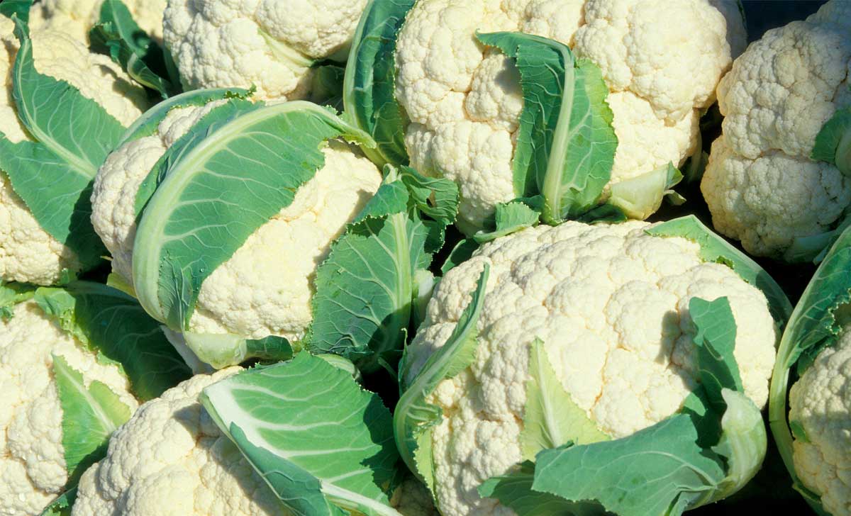 lillkapsa kasulikkus