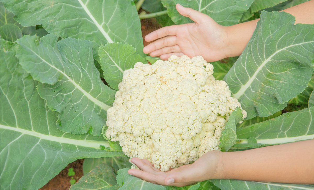 lillkapsa kasvatamine