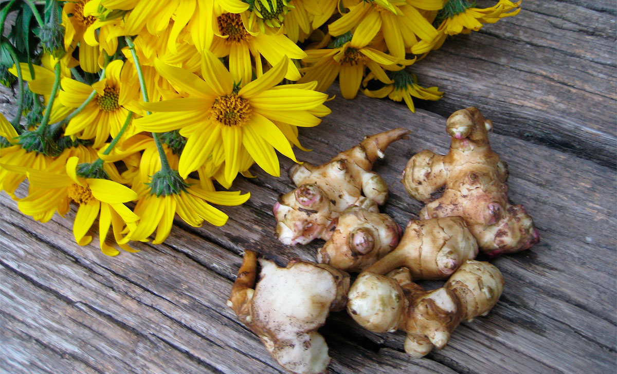 maapirni kasvatamine