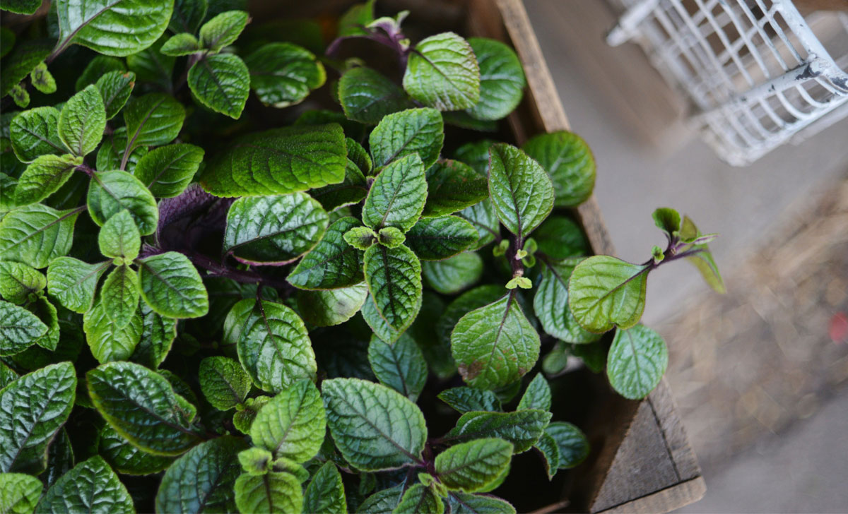 mündi kastis kasvatamine