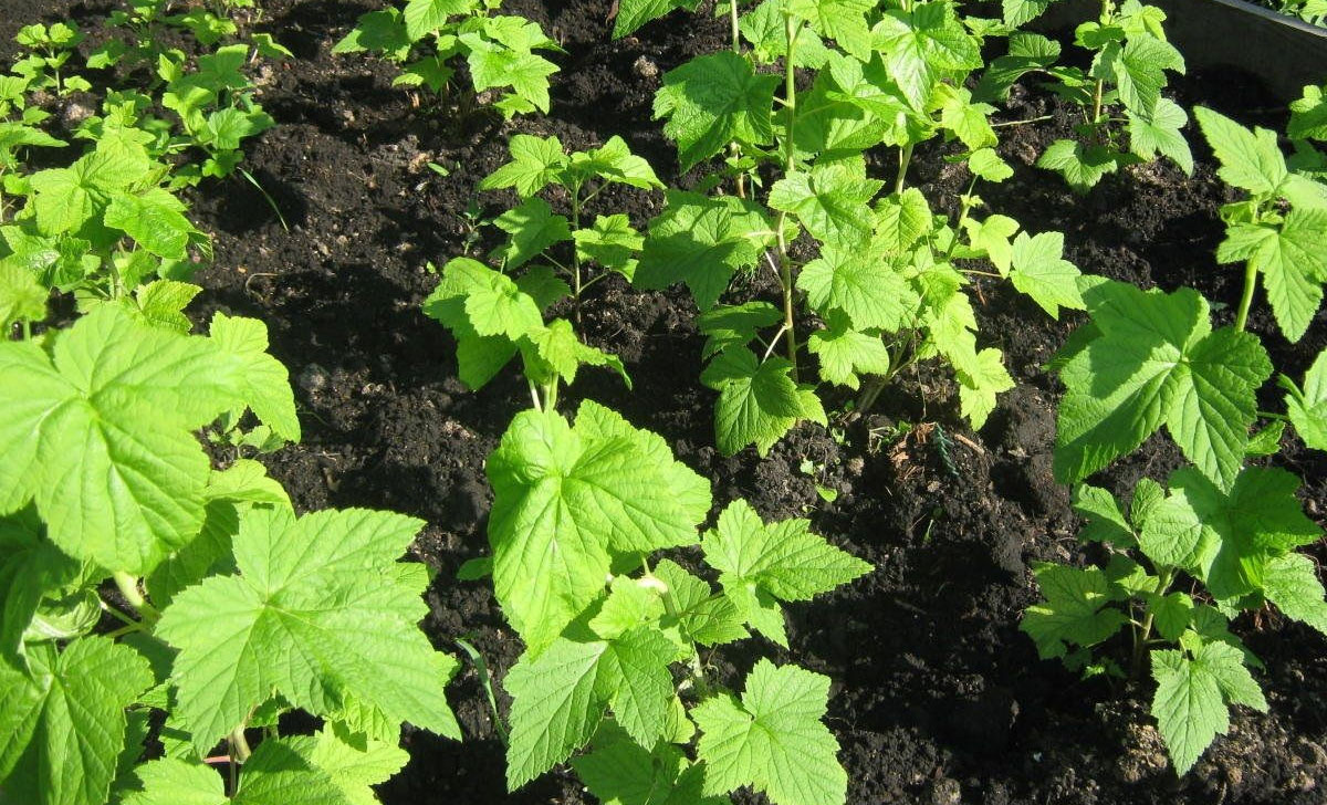 musta sõstra istikud