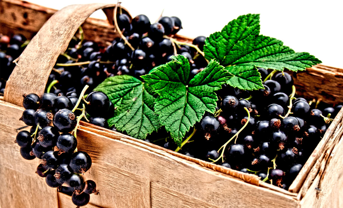 musta sõstra kasulikkus