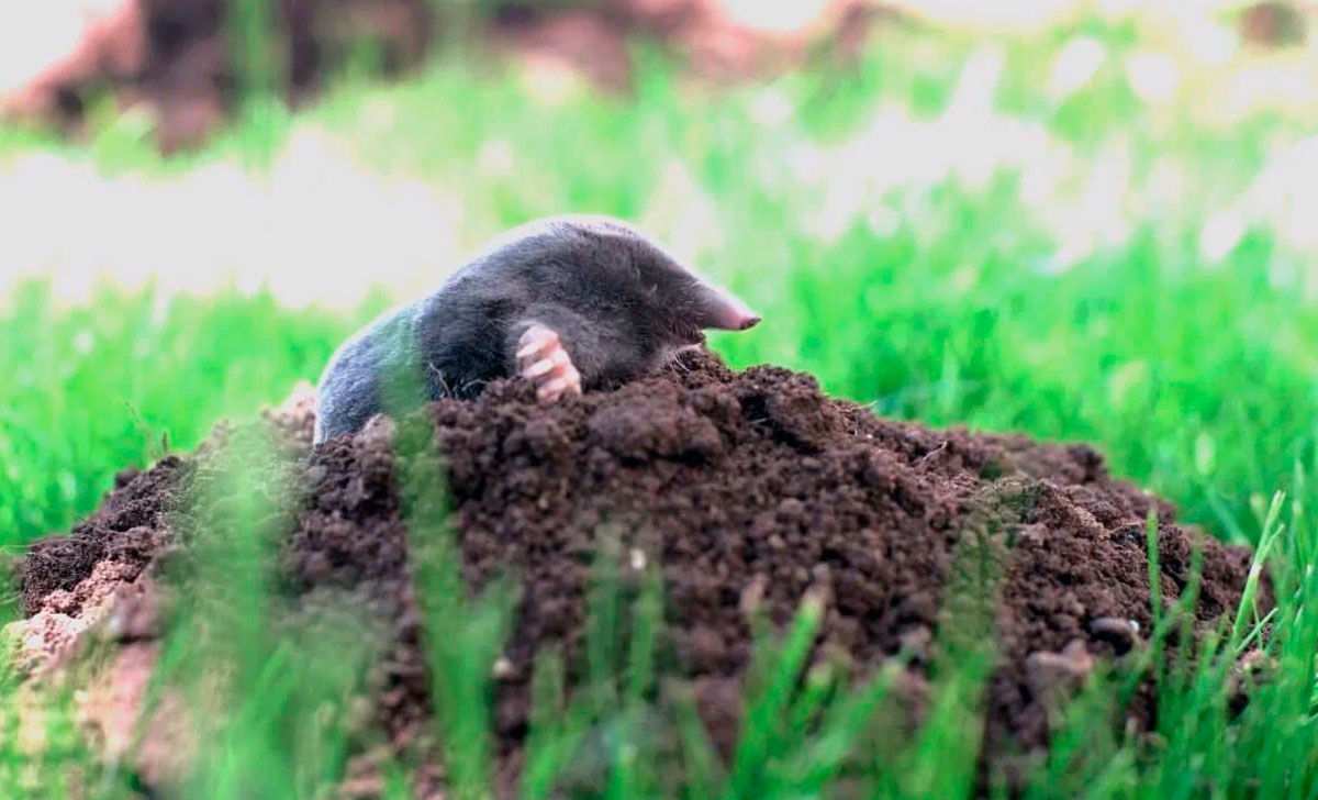 muttide peletamine aiast