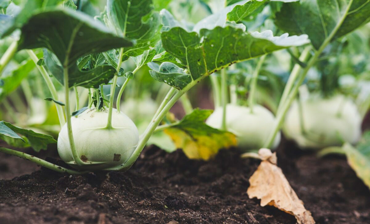 nuikapsa kasvatamine