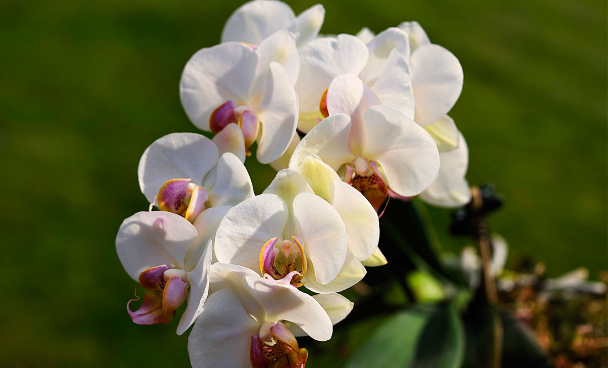 orhideeside kasvatamine