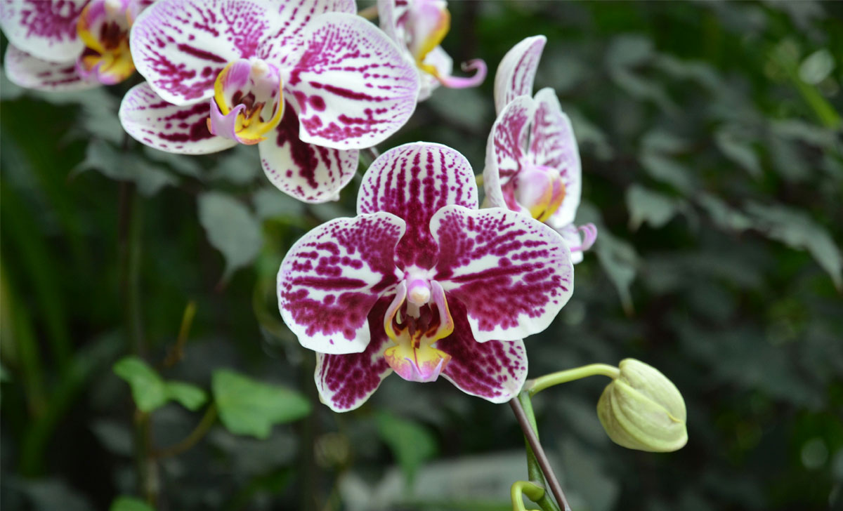 orhideede väetamine