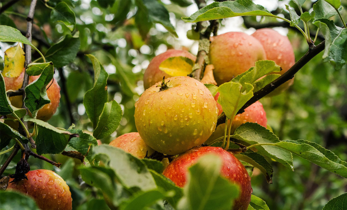 kuidas kaitsta õunapuu