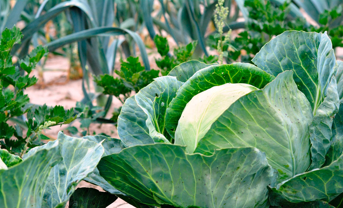 peakapsa kasvatamine