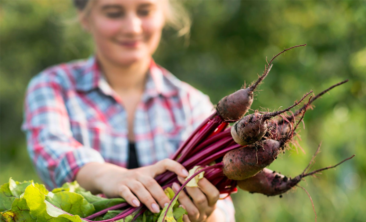 punapeedi kasvatamine