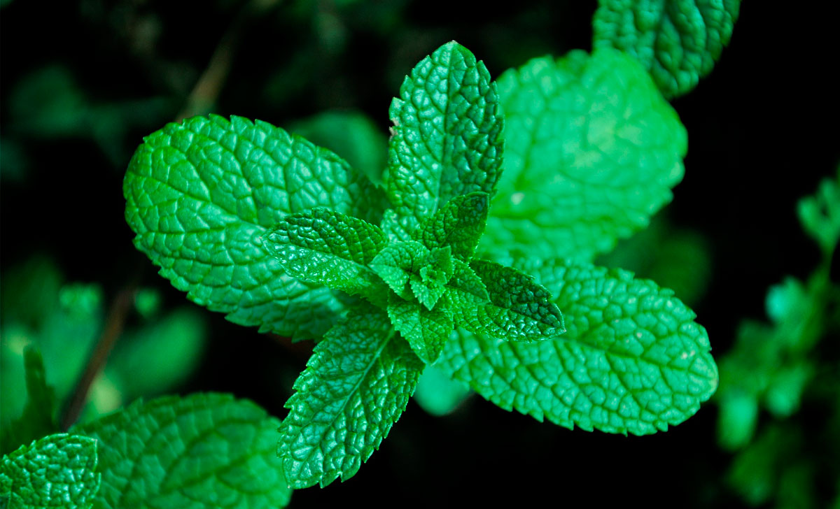 piparmündi kasulikkus