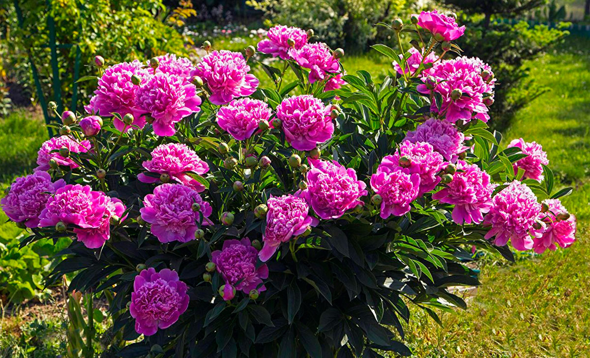 pojengide kasvatamine