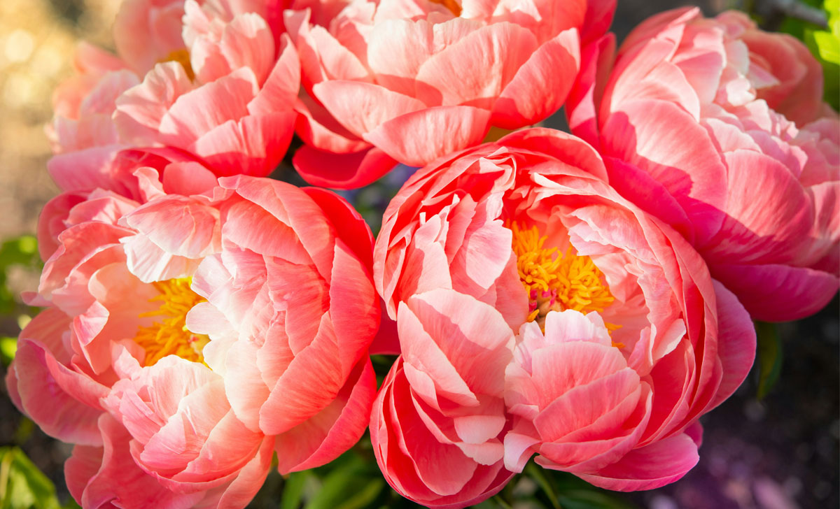 pojengite väetamine