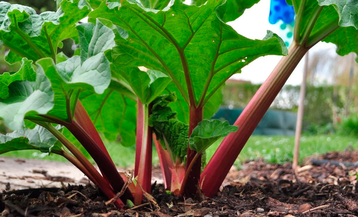 rabarberi kasvatamine