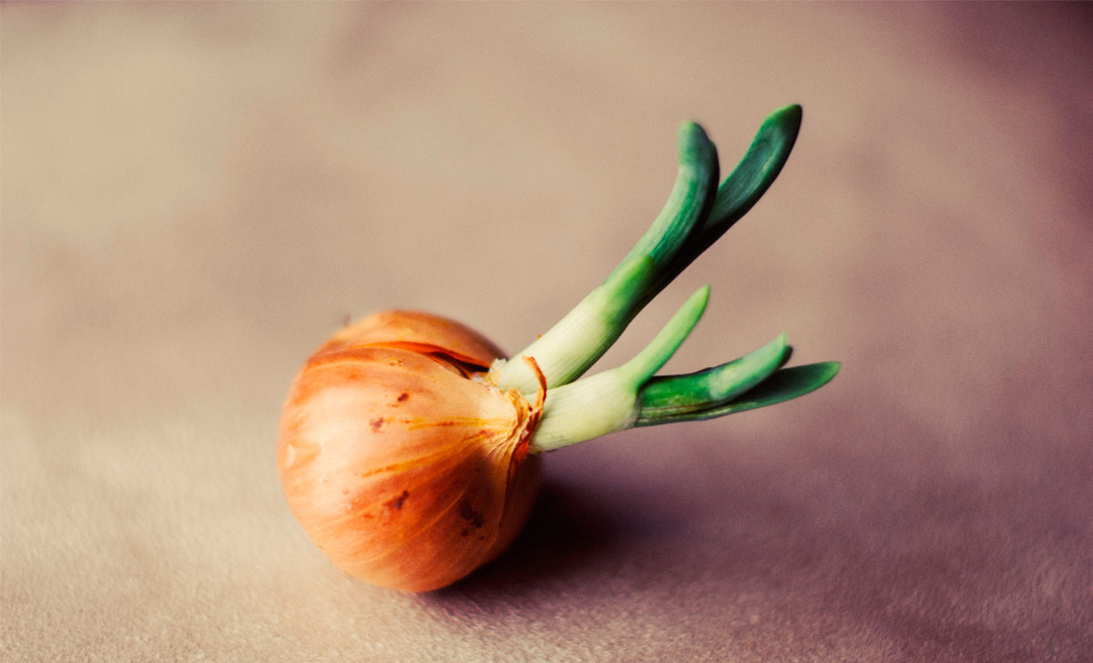 rohelise sibula kasvatamine