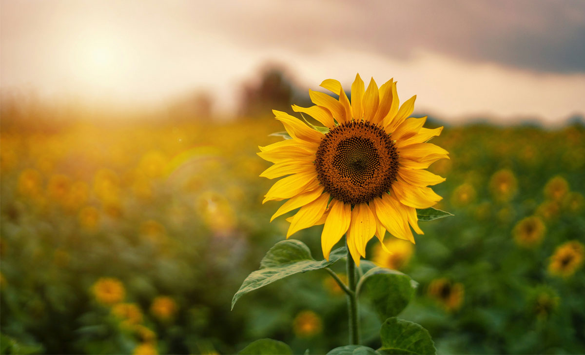 päevalille kasvatamine