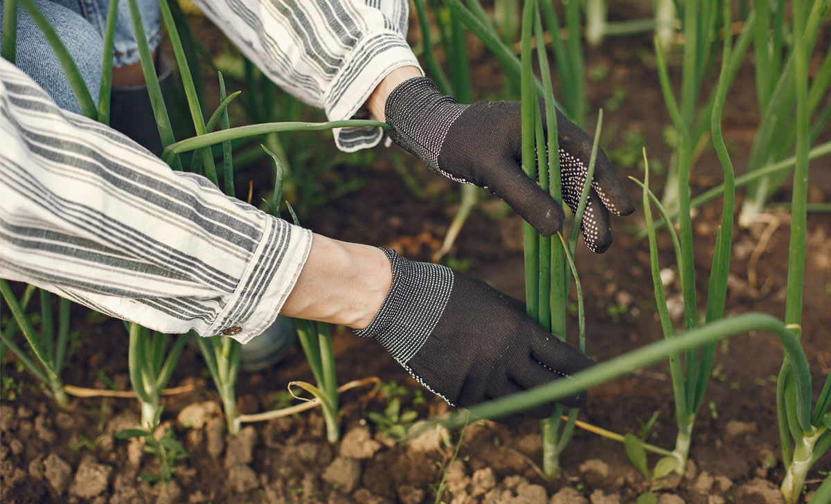 mugulsibula hooldamine