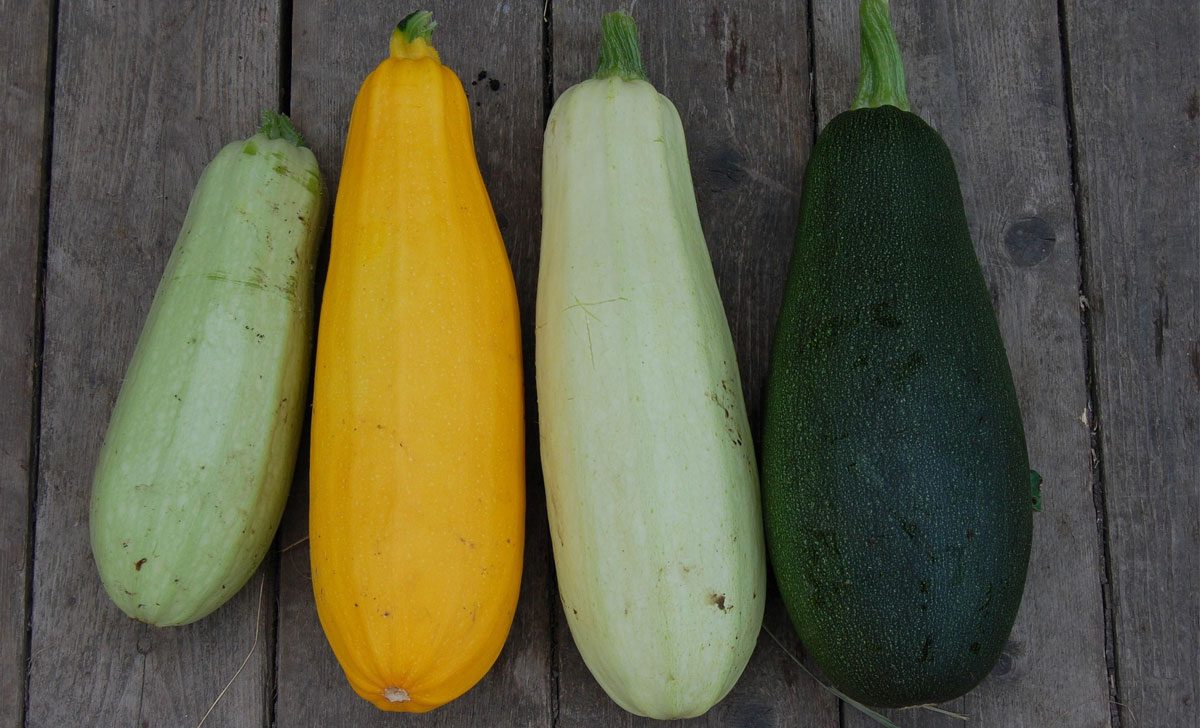 suvekõrvitsa kasvatamine