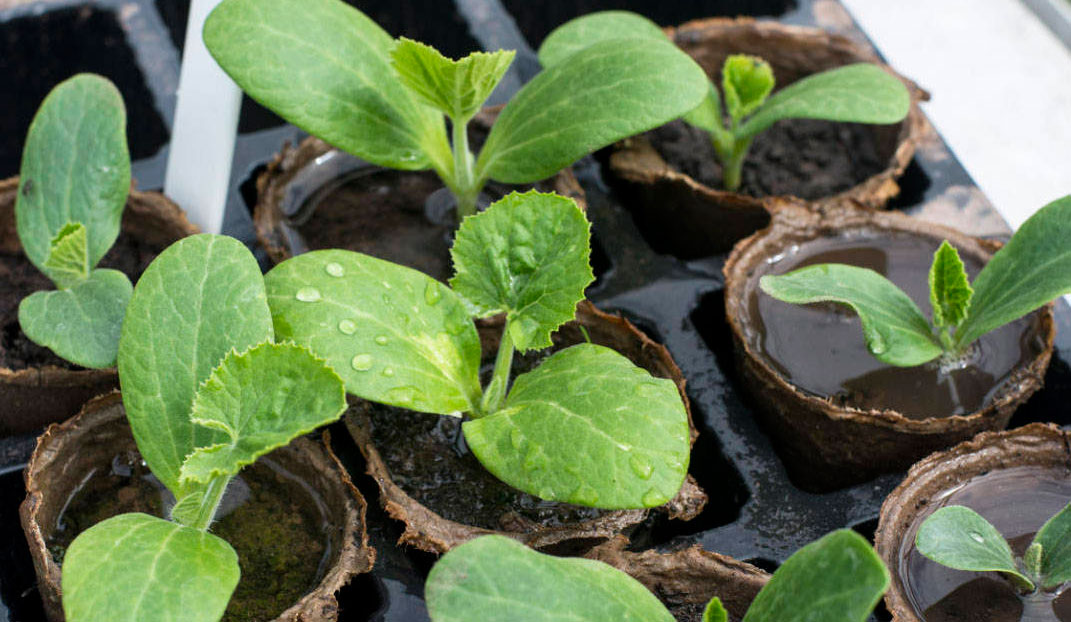 suvikõrvitsa istikud