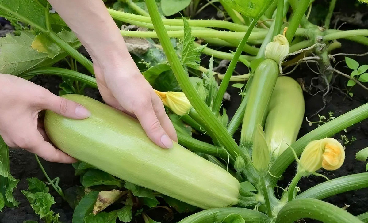 suvikõrvitsa koristamine