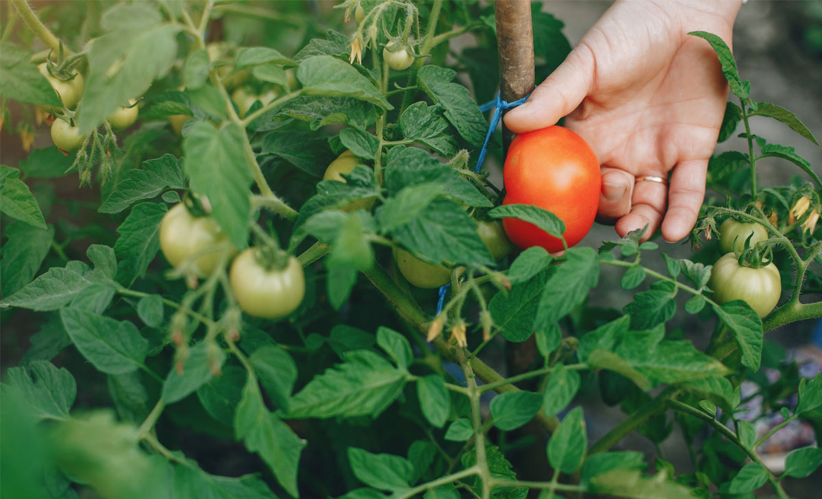 tomatide ettekasvatamise vead