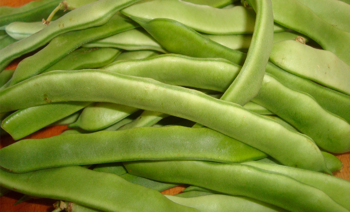 türgi uba kasulikkus